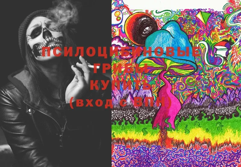 купить   Карабаш  Псилоцибиновые грибы Cubensis 